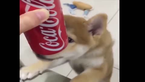 Shiba Inu Dog Want to Drink Soda