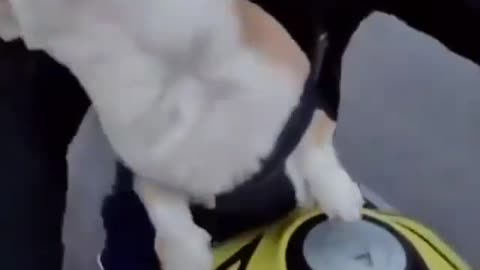 Dog 🐕🐕 training video