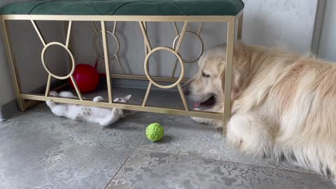 Golden Retriever and Baby Kitten are playing with a ball