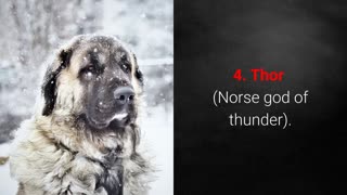 🐕 TOP 10 Strongest Dog Names - for Male And Female Dogs!