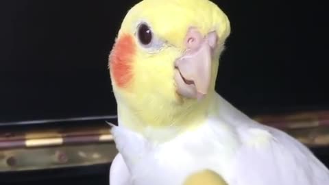 The cockatiel bird tries to eat food from its owner in a clever way while it sings