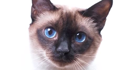 Top 10 Most Beautiful Cat Breeds