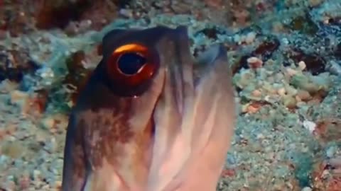 Witness the Astonishing Phenomenon of Mouthbrooding Fish Egg Release