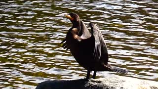 Cormorant