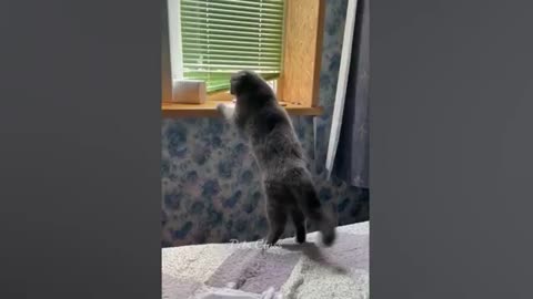 Funniest_Animals_😂_Funny_Dogs_and_Cats_Videos_2023_😺🐶_Part_16