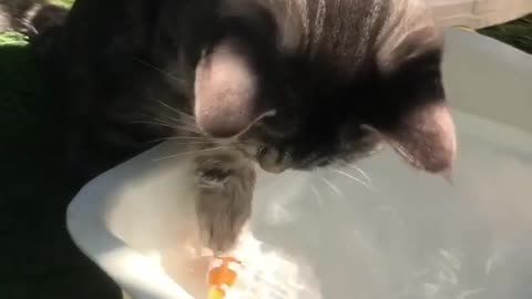 Cat nature, catch fish