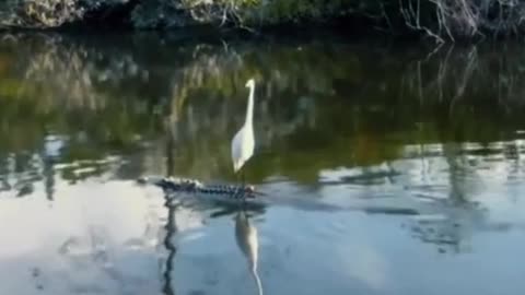 Is this an egret standing on a crocodile? It's unbelievable