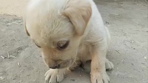 Cuteness Overload: Watch this Sweet Puppy Sit Still and Silent#youtubeshorts #trendingshorts