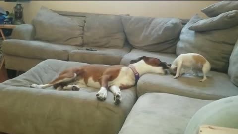 Treeing Walker Coonhound vs. Jack Russell pup