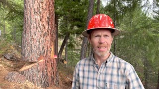 Large Sugar Pine Crashes to the Ground Timber Falling with Wedges