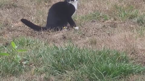 Cat Chases Early Morning Moths