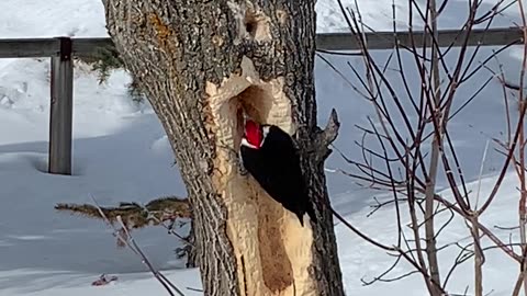 Woodpecker In Action