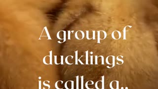 Duck fun facts