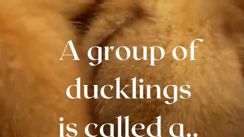 Duck fun facts