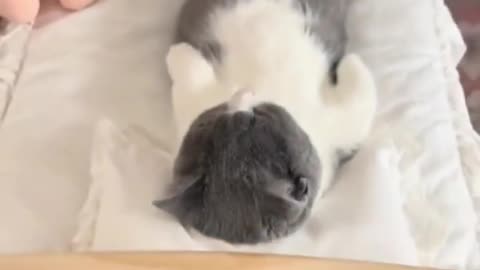 Sleeping Cat Quacks When His Owner Coughs