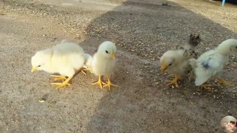 Baby Bantam Chickens Newborn Bantam Chicks