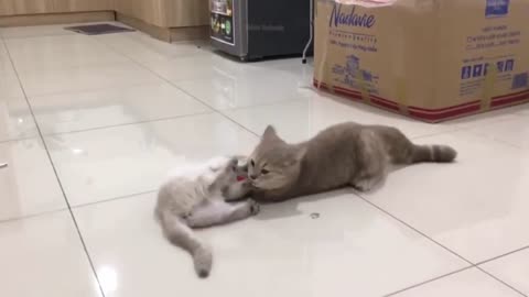 funny cats