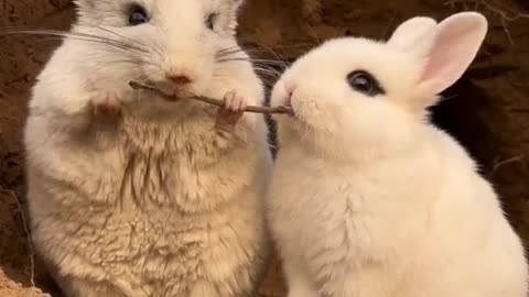cute rabbit eat