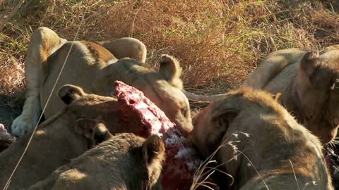 Lions Feasting