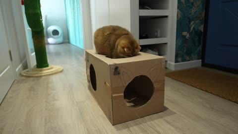The best gift for a cat is a box!