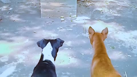 Funny dogs mirror prank 😁 🐶🐕🐕🐕