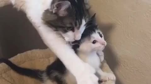 mother care - funny cats try not to laugh