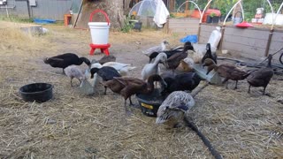 Feeding time with The Rogue Runner Ranch Flock