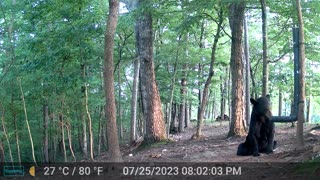 The Woods – 07/26/2023 Bear