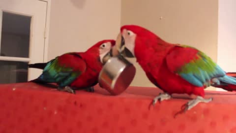 Parrot Thug Life