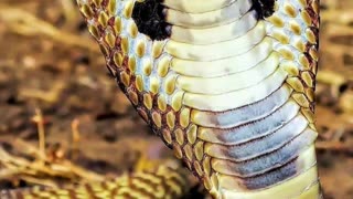 The 10 World's Deadliest Snakes Part 2