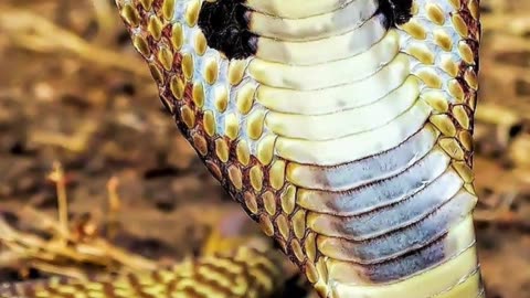 The 10 World's Deadliest Snakes Part 2