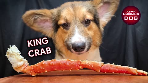 MUKBANG DOGIE