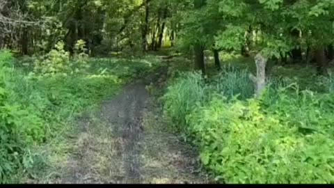 Woodland trail Minnesota River Valley