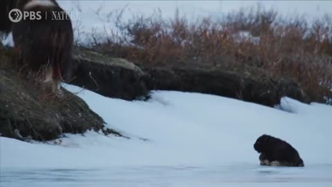 Muskox's baby first Day