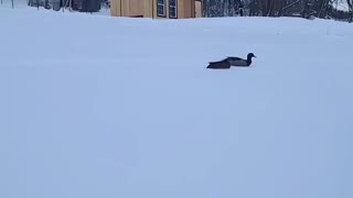 Ducks Swimming on Snow