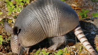 Did You Know? Armadillo shells are bulletproof || FACTS || TRIVIA