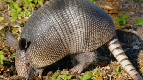 Did You Know? Armadillo shells are bulletproof || FACTS || TRIVIA