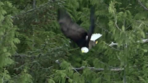 Bald Headed Eagle catches salmon