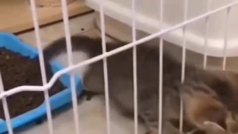 Cute Animals Doing Funny Things
