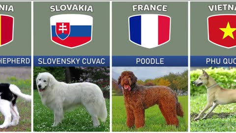 Dogs Breeds From Different Countries || Data Comaprison