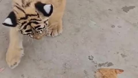 Watch a Cat Take on a Tiger in a Wild Showdown!"