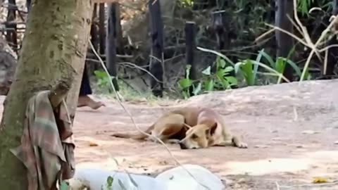 Epic Tiger and Lion Prank: Dogs' Hilarious Reaction!