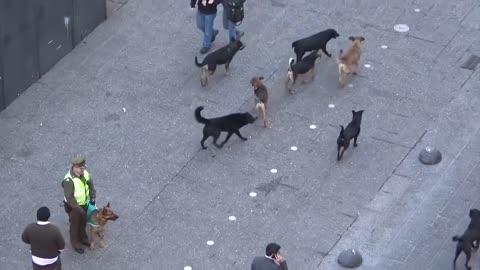 MUST SEE!! POLICE DOG ATTACKED BY PACK OF STRAY DOGS