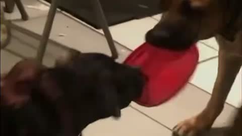 Pit bull vs Brazilian mastiff tug of war