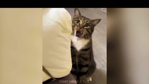 Funny Animal Videos 2023 😂 333- Funniest Cats And Dogs Video