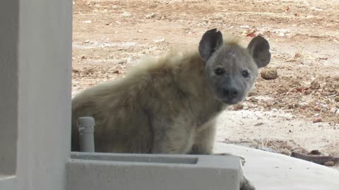 Tourists Surprised By Relaxing Hyenas At Their Room Upon Check-in
