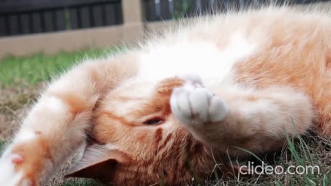 Cute Kittens Cuddles and Purrs! 🐱🐰 Adorable Cat Snuggles Galore!
