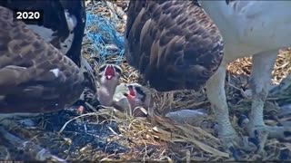 Osprey protecting her eggs from hail storm captures hearts ahead of Mother's Day