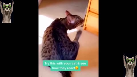 Funniest Cats And Dogs Videos 😂 - Best Funny Animal Videos 2023 😅