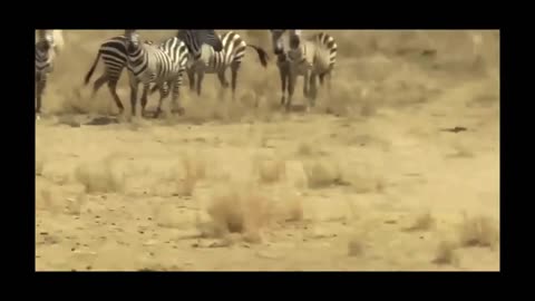 Lions VS Zebra Fight